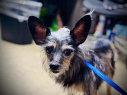 Shelter Stray Male Dog last seen , 2769 Conroy Rd, Orlando, FL 32839, USA