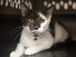 Shelter Stray Female Cat last seen IND SCHOOL AND JACKRABBIT, 5501 E Van Buren St, Phoenix, AZ 85008, USA