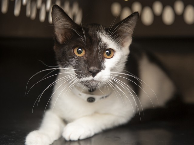 Shelter Stray Female Cat last seen IND SCHOOL AND JACKRABBIT, 5501 E Van Buren St, Phoenix, AZ 85008, USA