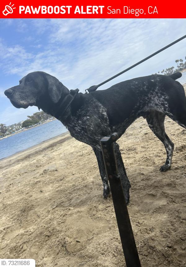 Lost Male Dog last seen Fiesta, San Diego, CA 92109