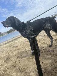 Lost Male Dog last seen Fiesta, San Diego, CA 92109