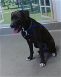 Shelter Stray Male Dog last seen OCEAN AVE / HOLLOWAY AVE, 1419 Bryant St, San Francisco, CA 94103, USA