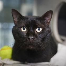Shelter Stray Male Cat last seen Near BLOCK POOL, 4710 TX-151, San Antonio, TX 78227, USA