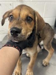 Shelter Stray Male Dog last seen MILL ST X G ST, 333 Chandler Pl, San Bernardino, CA 92408, USA