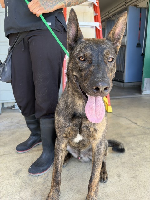 Shelter Stray Male Dog last seen Near BLOCK OLIVE ST, 333 Chandler Pl, San Bernardino, CA 92408, USA