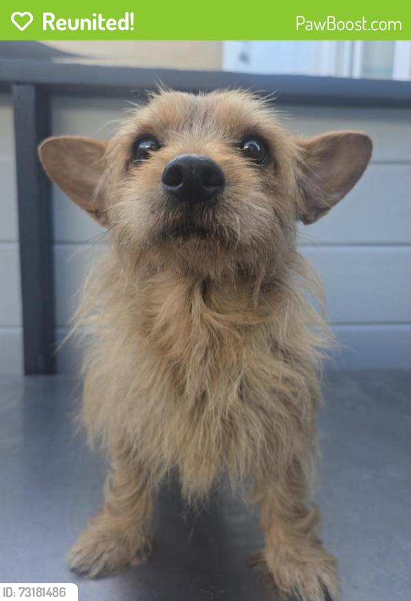 Reunited Female Dog last seen Near Fonthill Ave, Hawthorne, CA 90250