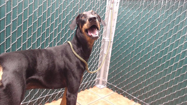 Shelter Stray Male Dog last seen , 11258 Garfield Ave, Downey, CA 90242, USA