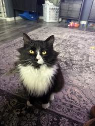 Lost Male Cat last seen My backyard, roams around that area, Canal Winchester, OH 43110