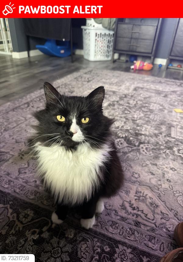 Lost Male Cat last seen My backyard, roams around that area, Canal Winchester, OH 43110