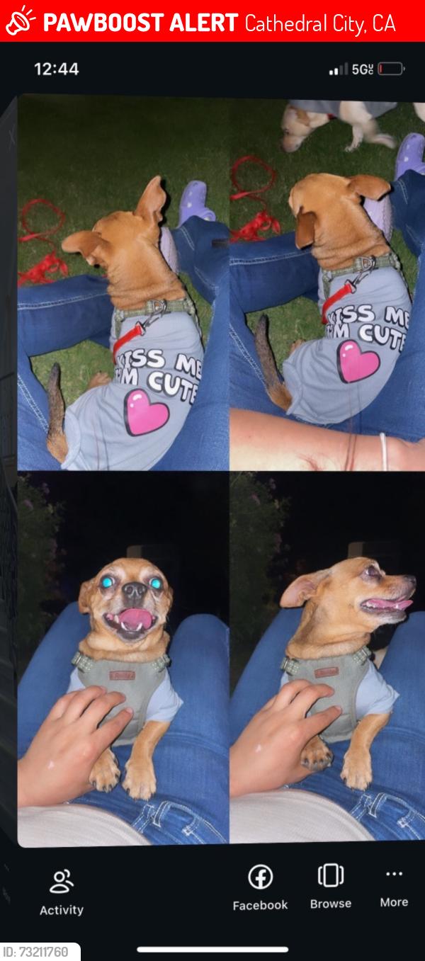 Lost Male Dog last seen Cathedral canyon, Cathedral City, CA 92234