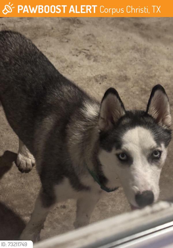Found/Stray Male Dog last seen Los Encinos, Corpus Christi, TX 78417