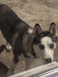 Found/Stray Male Dog last seen Los Encinos, Corpus Christi, TX 78417