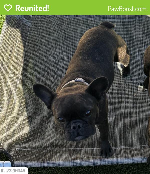 Reunited Female Dog last seen Decatur & Tropical, North Las Vegas, NV 89031
