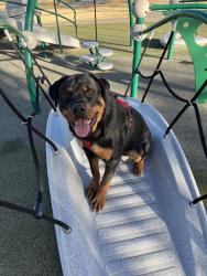 Lost Male Dog last seen Martin Luther king st & N Mirick ave, Denison, TX 75020