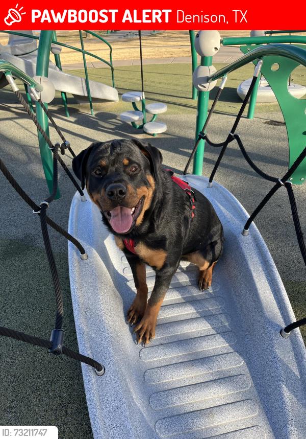 Lost Male Dog last seen Martin Luther king st & N Mirick ave, Denison, TX 75020