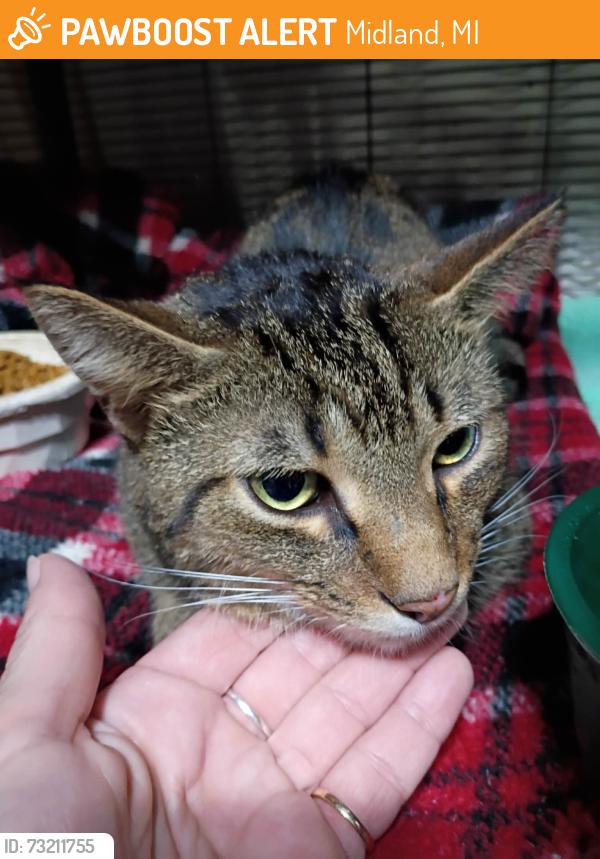 Found/Stray Male Cat last seen Perrine, Midland, MI 48642