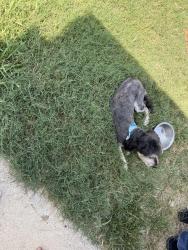 Reunited Male Dog last seen Garland, Garland, TX 75040