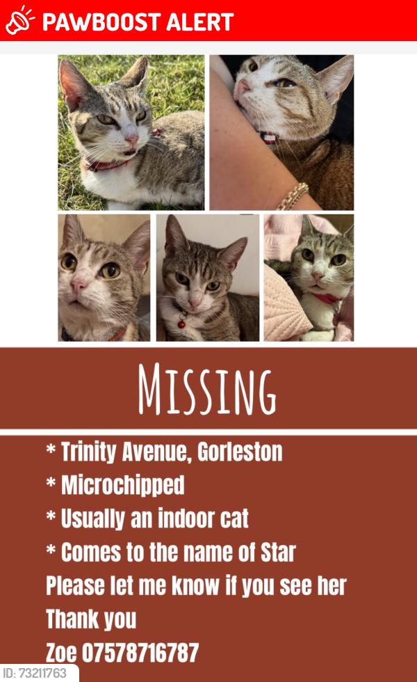 Lost Female Cat last seen Magdalen way, Gorleston-on-Sea, England NR31 7DD