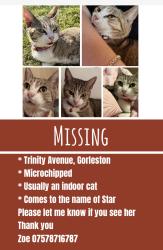 Lost Female Cat last seen Magdalen way, Gorleston-on-Sea, England NR31 7DD