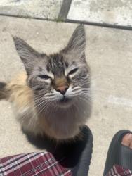 Lost Female Cat last seen 21st st, Santa Monica, CA 90403