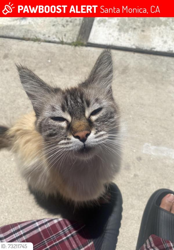Lost Female Cat last seen 21st st, Santa Monica, CA 90403
