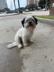Reunited Male Dog last seen San Felipe and Chimney Rock, Houston, TX 77057