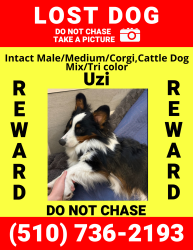 Reunited Male Dog last seen Market & 16 th, Oakland, CA 94607