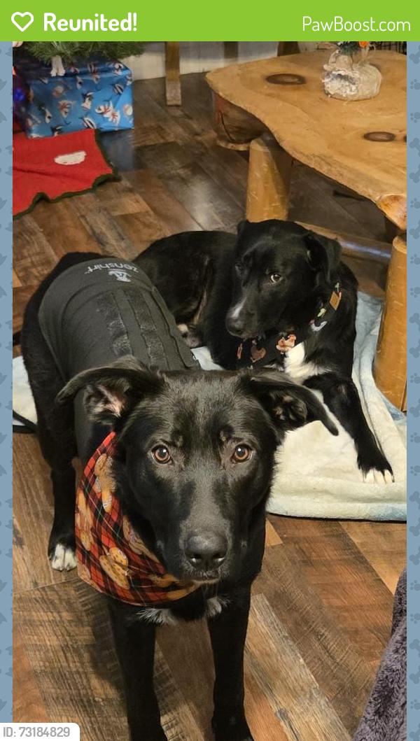 Reunited Female Dog last seen Rocky Lane/Hyder Mtn, Haywood County, NC 28721