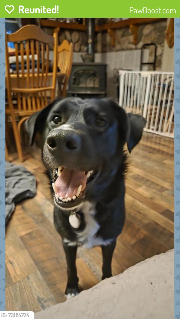 Reunited Male Dog last seen Rocky Lane/Hyder Mtn, Haywood County, NC 28721