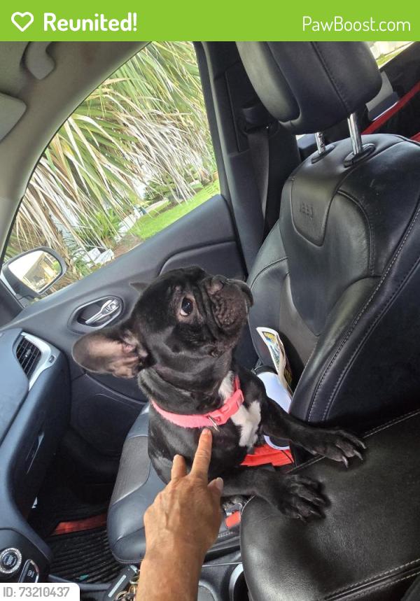 Reunited Female Dog last seen Carolina ave, Ormond Beach, FL 32117