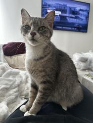 Found/Stray Female Cat last seen Jessie st And Lawson ave, Saint Paul, MN 55101