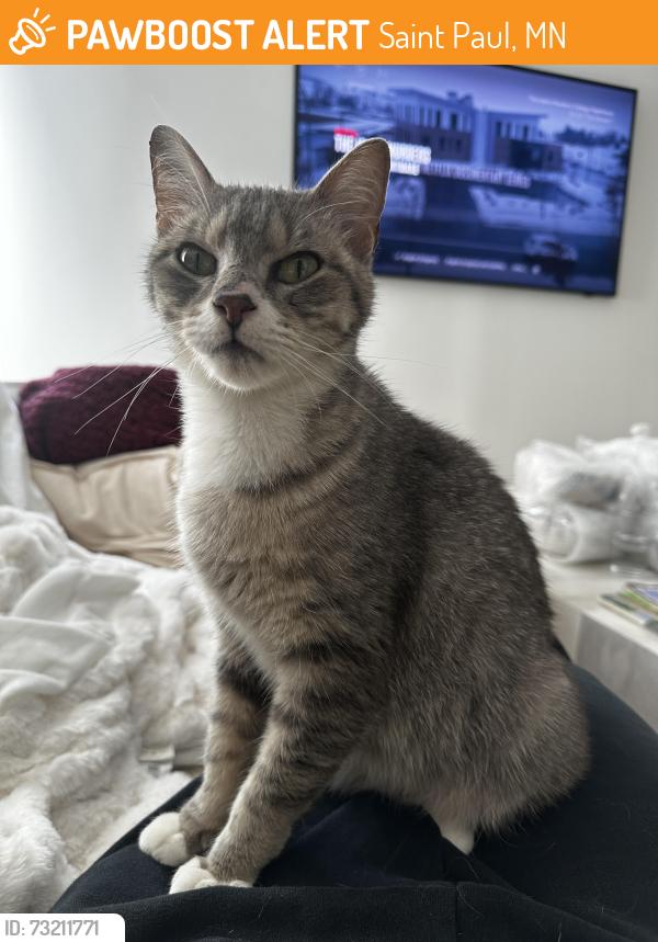 Found/Stray Female Cat last seen Jessie st And Lawson ave, Saint Paul, MN 55101