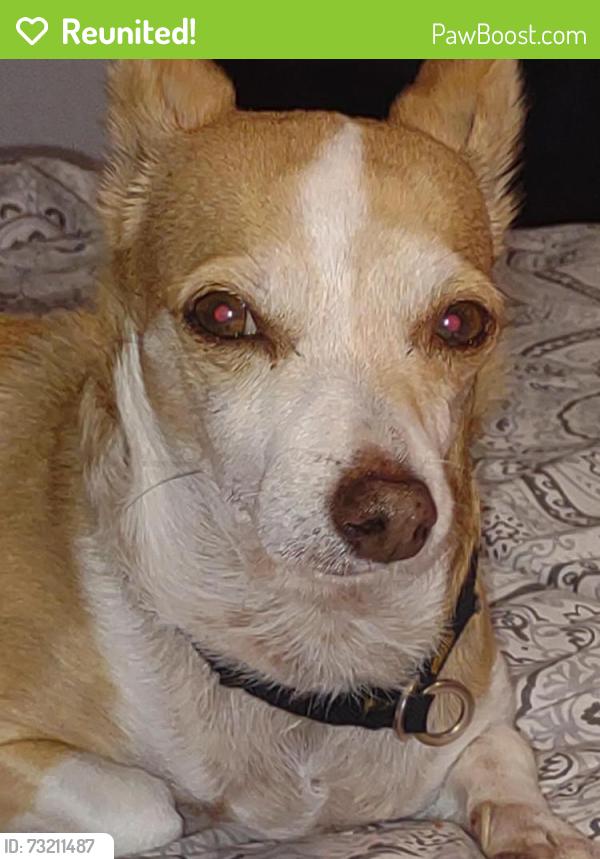 Reunited Female Dog last seen Tulane and First behind AM/PM, Fresno, CA 93702