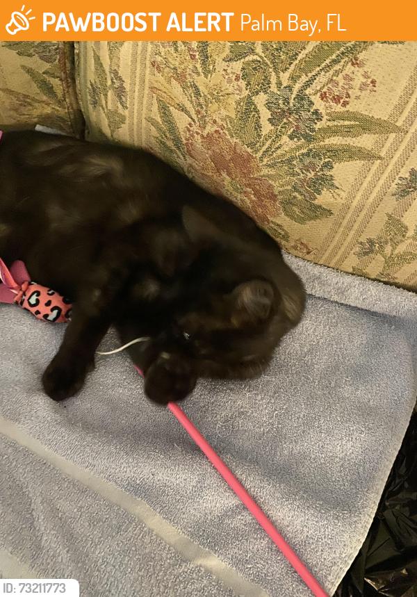 Found/Stray Male Cat last seen Wabash and Ransom SE, Palm Bay, FL 32909