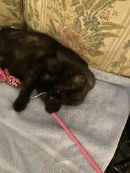 Found/Stray Male Cat last seen Wabash and Ransom SE, Palm Bay, FL 32909