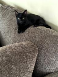 Lost Male Cat last seen Red Run Ct, High Point, NC 27265