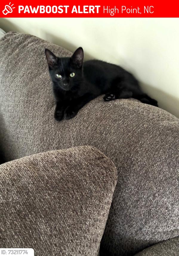 Lost Male Cat last seen Red Run Ct, High Point, NC 27265