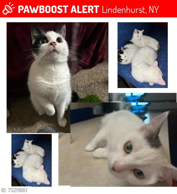 Lost Female Cat last seen Near East Belleterre Avenue, Lindenhurst, NY 11757, Lindenhurst, NY 11757