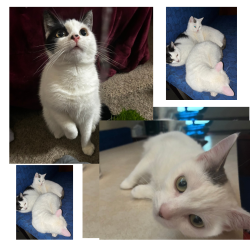 Lost Female Cat last seen Near East Belleterre Avenue, Lindenhurst, NY 11757, Lindenhurst, NY 11757