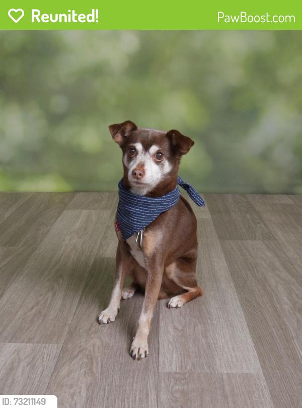 Reunited Male Dog last seen Sugarbush Dr, Carrollton, TX 75007, USA, Carrollton, TX 75007