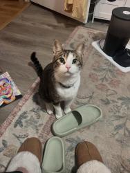 Lost Male Cat last seen Hurricane Creek Elementary, Benton, AR 72015