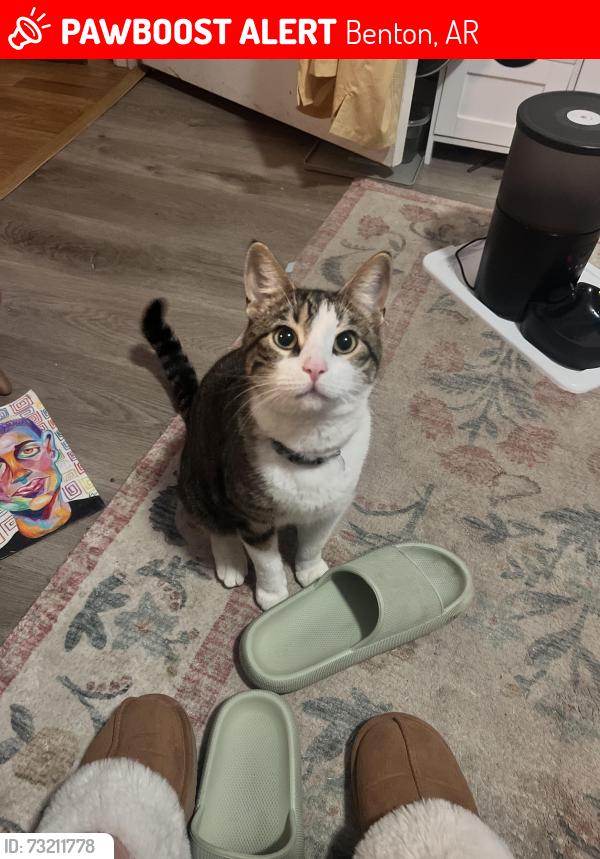 Lost Male Cat last seen Hurricane Creek Elementary, Benton, AR 72015