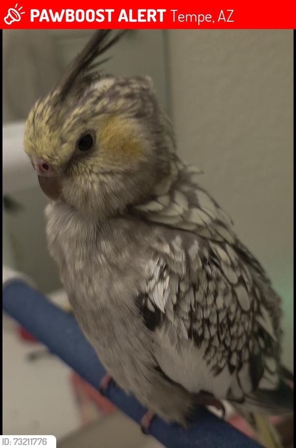 Lost Female Bird last seen Broadway and Rural, Tempe, AZ 85281