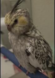 Lost Female Bird last seen Broadway and Rural, Tempe, AZ 85281