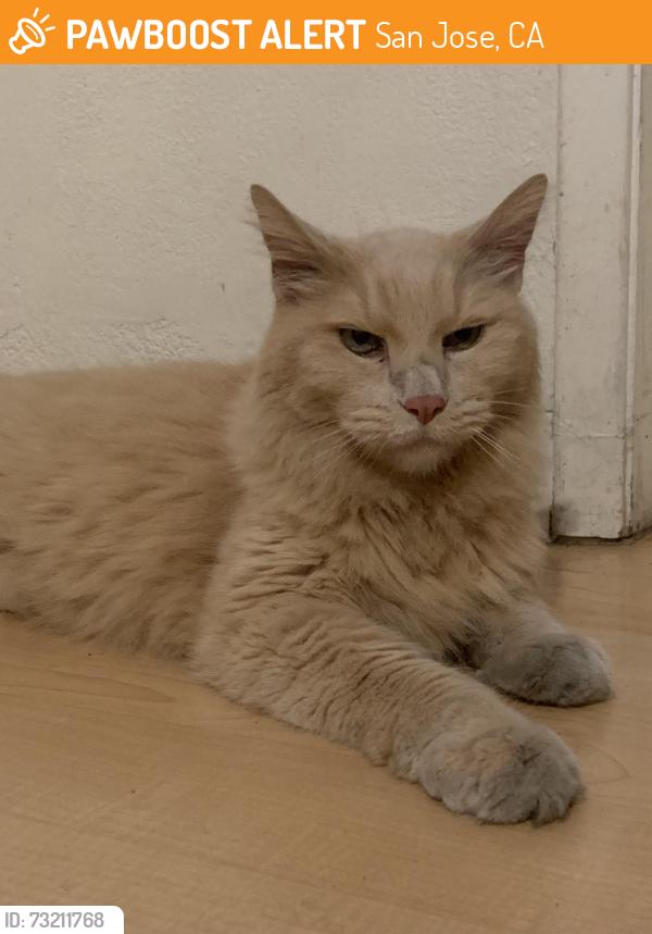 Found/Stray Female Cat last seen Bascom and pamlar, San Jose, CA 95011