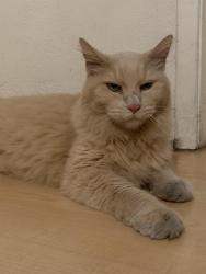 Found/Stray Female Cat last seen Bascom and pamlar, San Jose, CA 95011