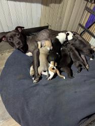 Lost Female Dog last seen Mariners Point across from rollercoaster, San Diego, CA 92109
