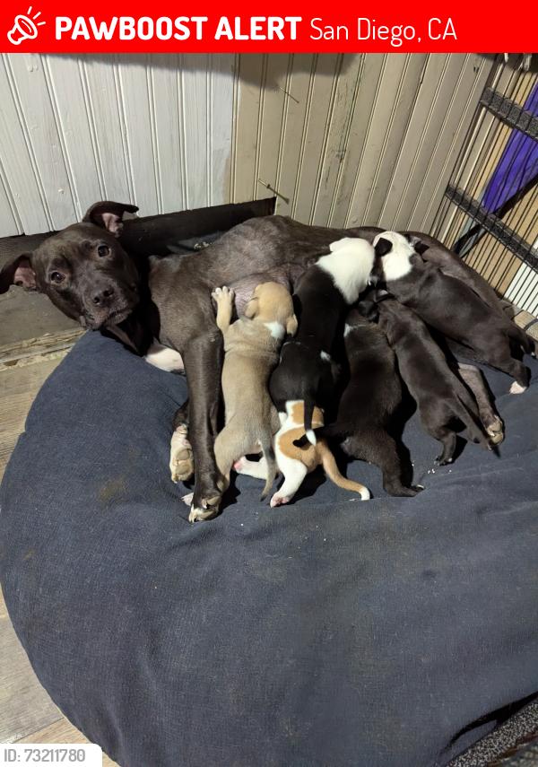 Lost Female Dog last seen Mariners Point across from rollercoaster, San Diego, CA 92109