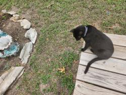 Reunited Female Cat last seen Birch/Olrich across from football field at High School, Rogers, AR 72756