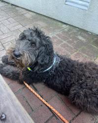 Reunited Female Dog last seen Gilman and Stannage, Albany, CA 94706